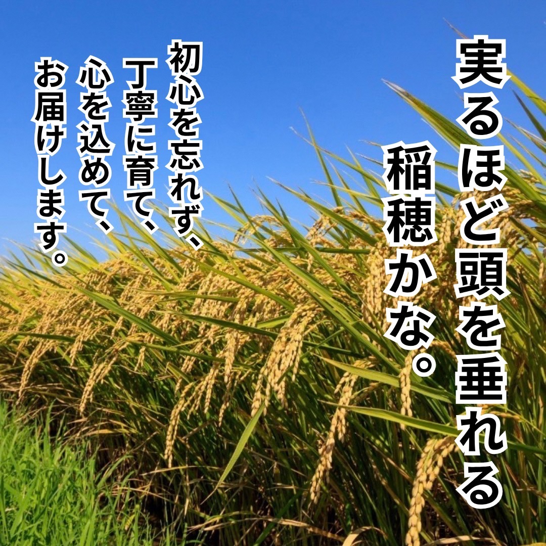 令和8年産 新米 キヌヒカリ 10kg (玄米) 明田のお米 玄米 お米 新米 南