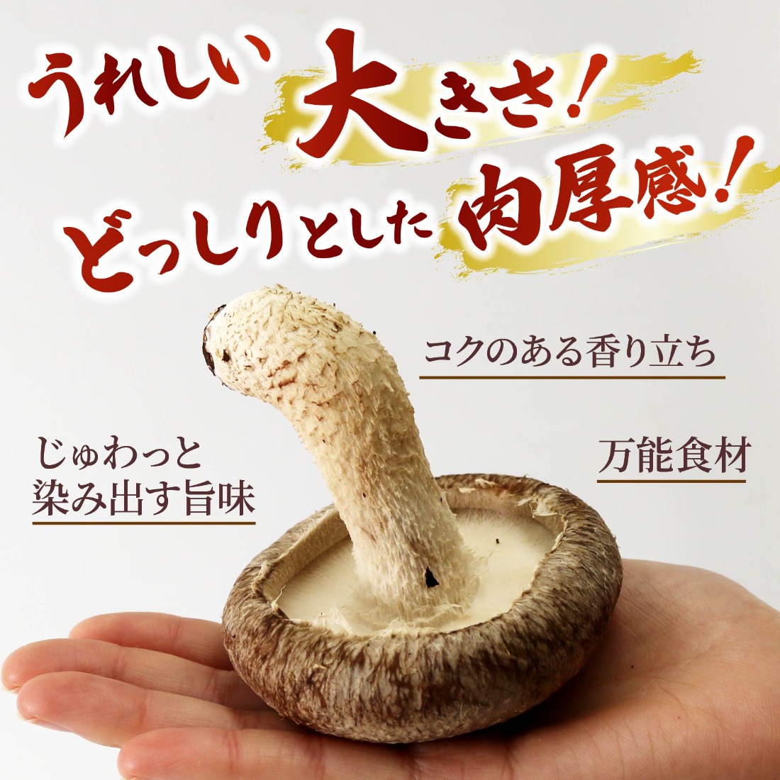 しいたけ 生しいたけ 約1kg 前田きのこ園 椎茸 シイタケ 肉厚