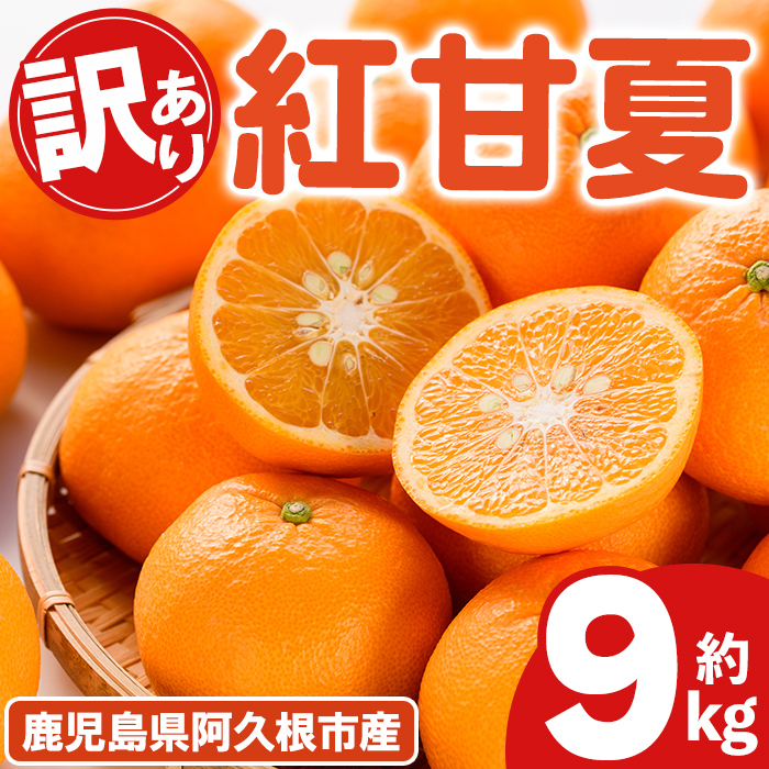 イベント中　和田果樹園の果物　10kg イベント中 和田果樹園の果物 10kg イベント中 和田果樹園の果物 10kg