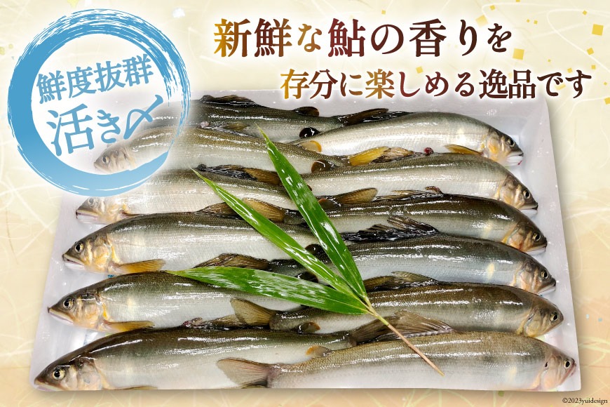 期間限定発送】 鮎 こだわりの生鮎 約1kg [株式会社 あゆの是則
