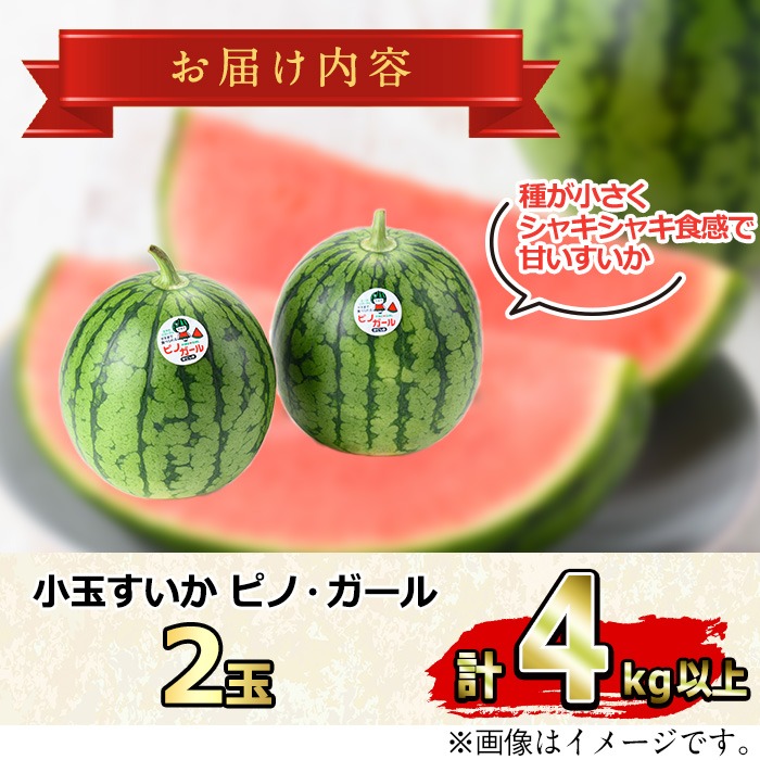 ピノガール 小玉 スイカ 3.2kg以上 ×4玉 すいか 西瓜 ピノ・ガール 小玉 スイカ ピノ・ガール 2玉 【出荷時期：2025年7月中旬頃