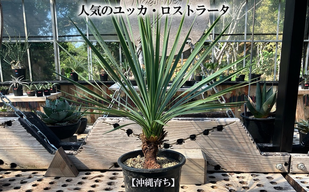 早いもの勝ち　ユッカ　ロストラータ　5 沖縄育ちの観葉植物】人気のユッカ・ロストラータ 5寸鉢（沖縄県金武町