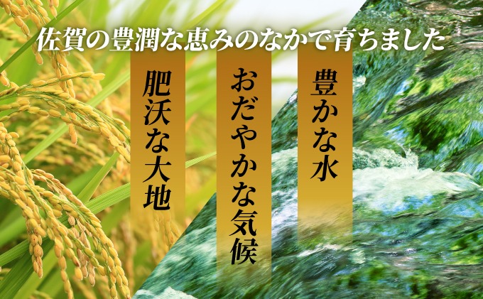 11月発送】令和8年産 新米 さがびより 佐賀県産（精米）10kg（佐賀県上