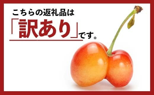 FYN6-050 ≪2027年先行予約≫加工用 山形県産 品種おまかせ さくらんぼ