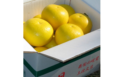 先行予約】楠瀬さんの土佐文旦 家庭用 約5kg サイズ混合 L～4L 〈2027