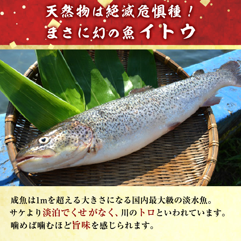 幻の魚イトウのうす造り（真空冷凍パック）170g×2パック 魚介類 （青森