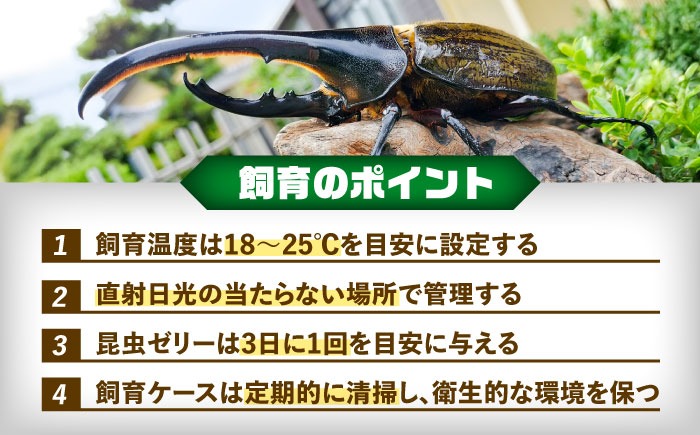 ヘルクレスオオカブト　2枚セット 51ArrENFz0L._UF350,350_QL50_.jpg