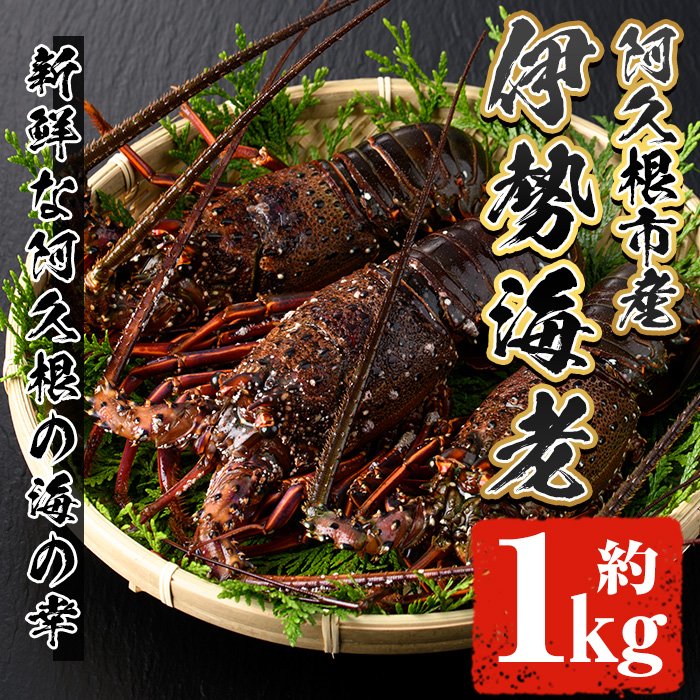 先行予約受付中！2026年10月上旬以降順次発送予定＞伊勢海老(約1kg