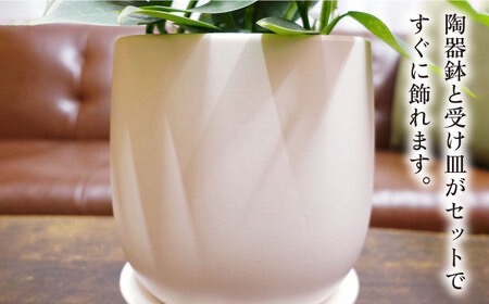 シルバーリーフが美しい『 フィロデンドロン ・ シルバーメタル