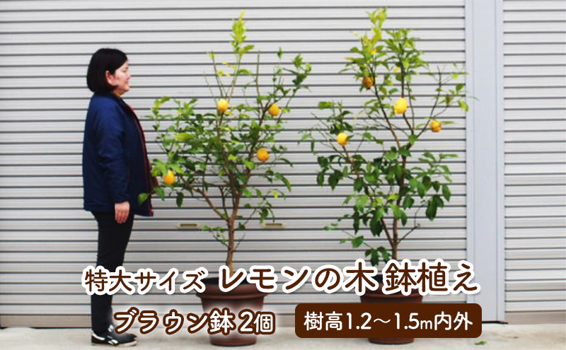 1m20cmのレモンの苗木 苗木 レモン 特大サイズ レモンの木 鉢植え ブラウン鉢 2個 植物