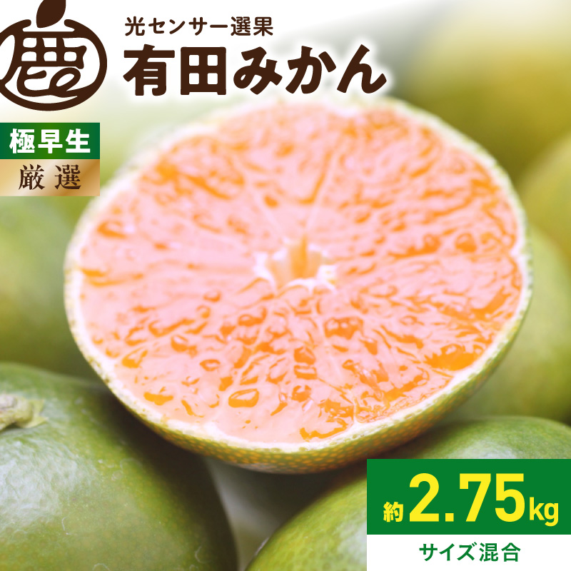 2026年9月下旬～11月中旬頃に順次発送》【2026年先行予約】厳選 極早生