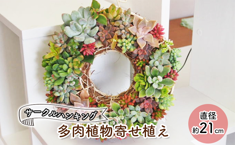 多肉 寄せ植え サークルハンキング 植物 アレンジ 丸型リース 植物