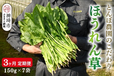 定期便3回】ほうれん草 約1kg（150g x 7袋）【合計 約3kg】(H091119