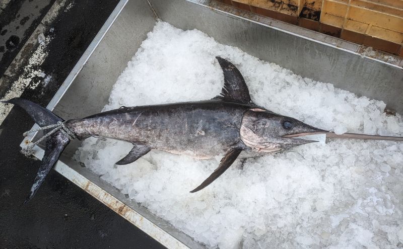 北海道 厚岸産 3D冷凍 メカジキ（500g×1パック）カジキマグロ 魚