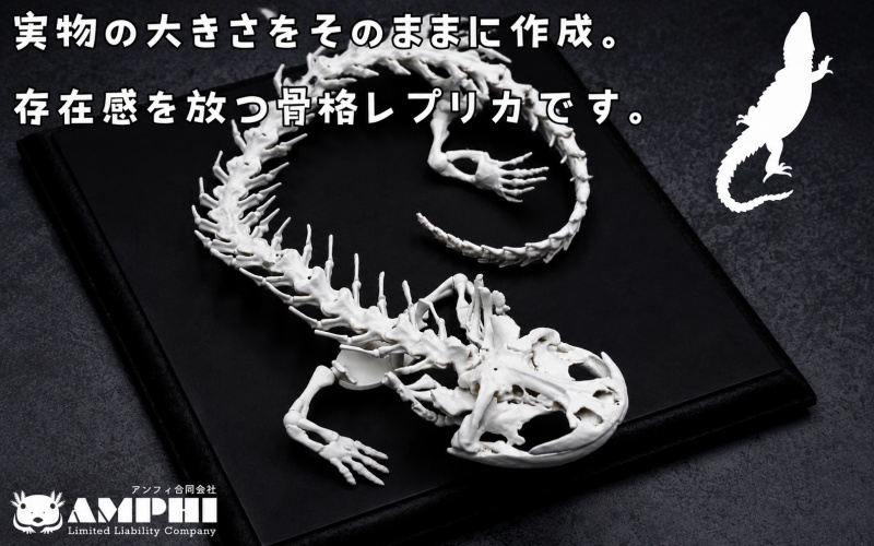 全身 骨格 レプリカ ヘルベンダー 原寸大 / 標本 コレクション