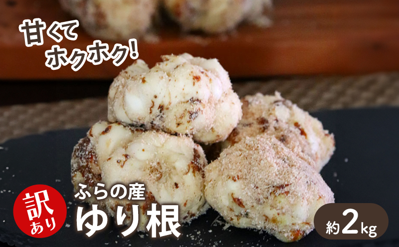 2026年秋冬発送】甘くてホクホク！北海道富良野産 訳あり ゆり根【2kg