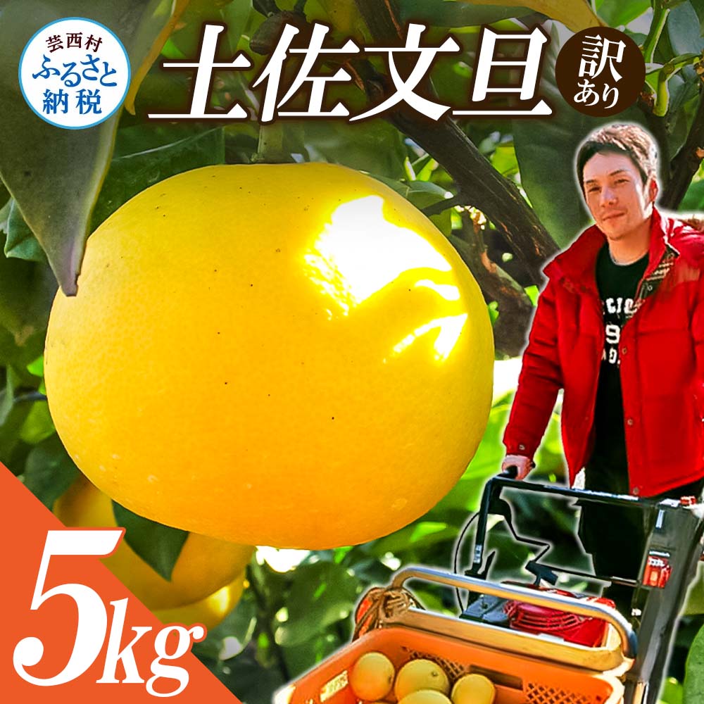 先行予約】“高知県産”ワケあり土佐文旦（※シミ・キズあり）5kg・サイズ