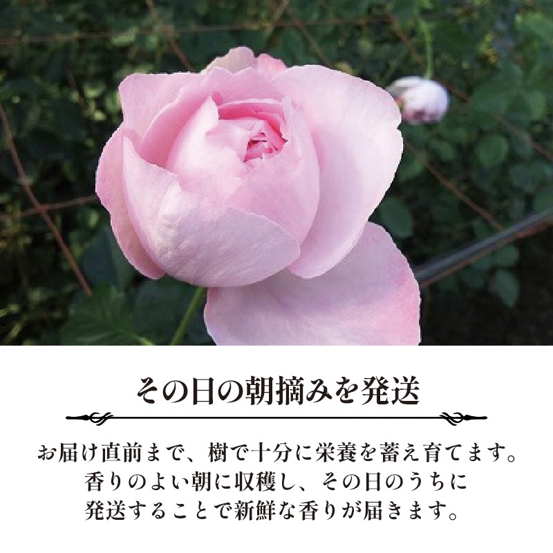 6ヶ月定期便】 バラ 花束 ブーケ 朝摘み 薔薇 花 ばら パフューム