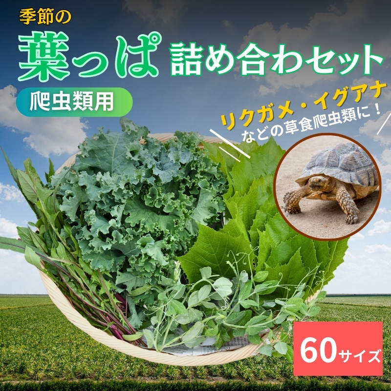 爬虫類用】季節の葉っぱ詰め合わせ【60サイズ】（京都府南丹市