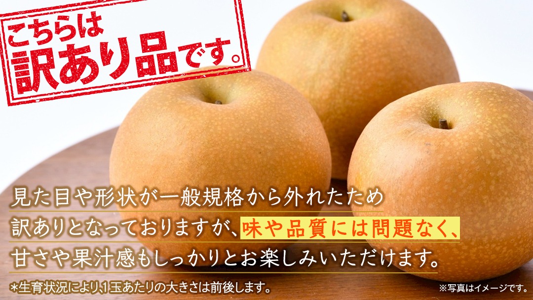 訳あり ＞ あきづき 約5kg 【2026年10月より発送開始】（茨城県共通返