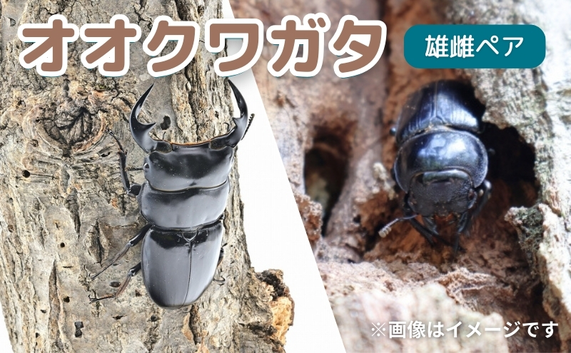 国産オオクワガタ 新成虫 オス、メスセット サステナブル オオクワガタ オス メス 成虫ペアセット クワガタ 成虫