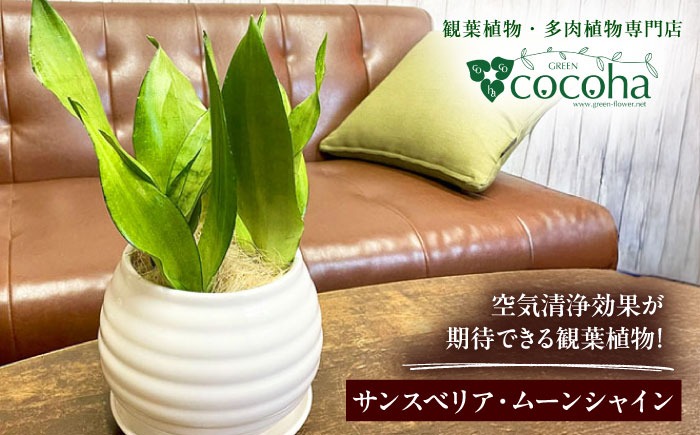マイナスイオン発生植物！シルバーリーフ 『サンスベリア・ムーン 