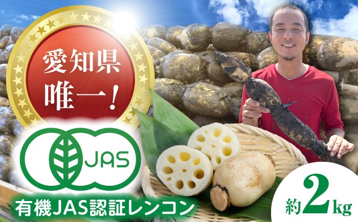 【先行予約】有機JAS認証　土付きレンコン　2kg れんこん 有機栽培　産地直送 野菜　愛西市/株式会社山三レンコン[AEBK003]