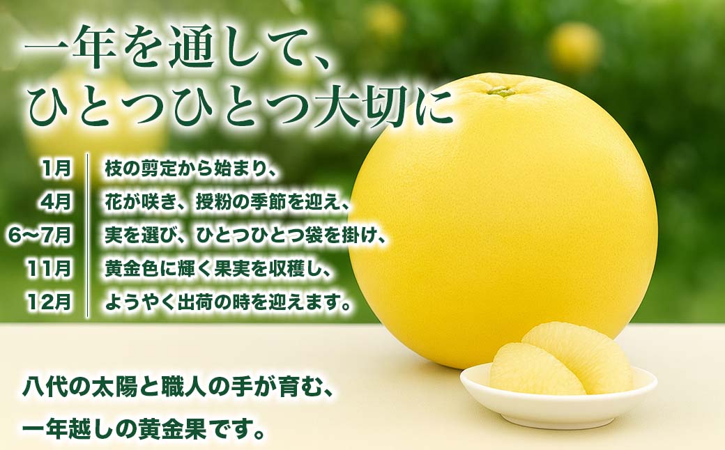 先行予約】 晩白柚 ばんぺいゆ 2Lサイズ 1玉 約2kg 果物 果実 くだもの