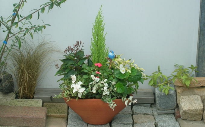 可愛いお花畑の寄せ植え（Mサイズ） （福岡県朝倉市） | ふるさと納税