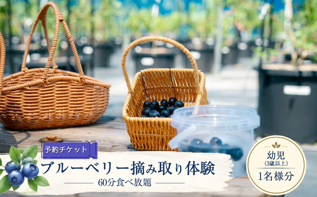本日7/3収穫当日発送　朝摘み生ブルーベリー 2kg 159-3168-03 【2027年5月上旬～7月上旬発送予定】【予約チケット