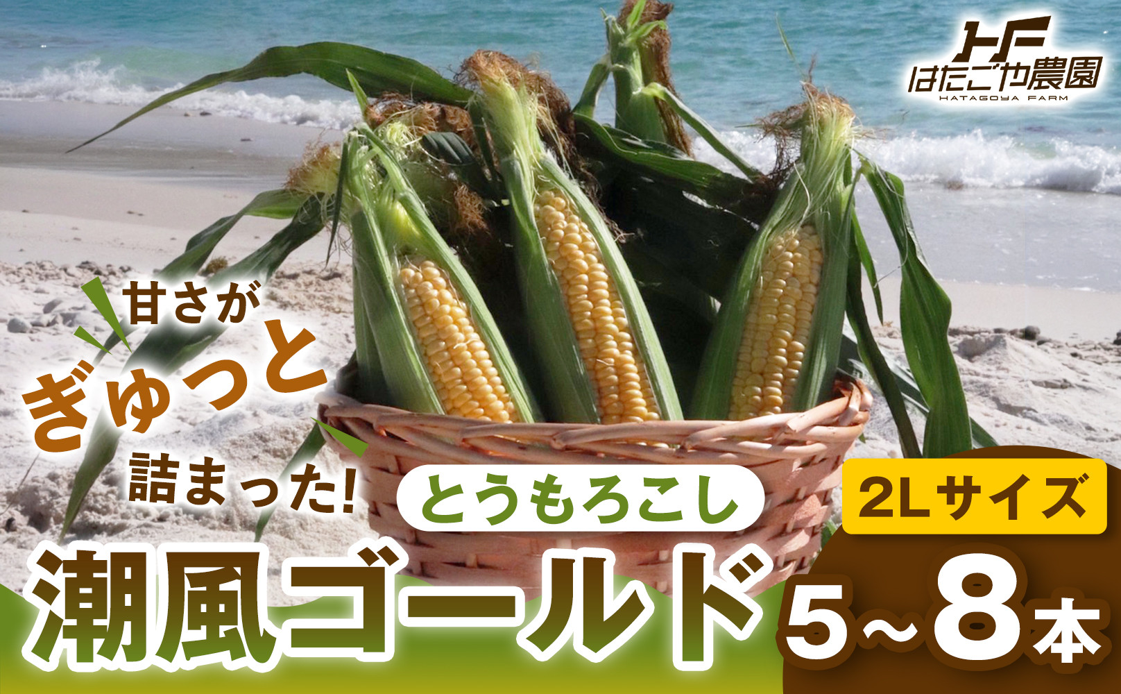 2027年発送 先行予約 夏の味覚］潮風ゴールド 2Lサイズ 5～8本 1セット
