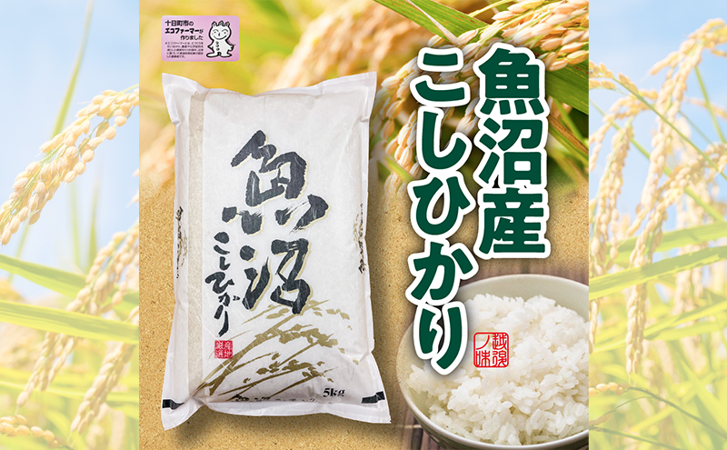 米 2025年産 十日町産こしひかり 精米10kg コシヒカリ コメ 十日町市