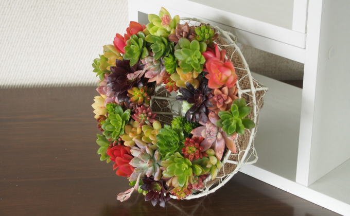 多肉 寄せ植え サークルハンキング 植物 アレンジ 丸型リース 植物