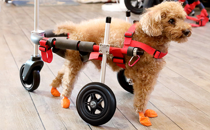 【フラワーらぶ】三輪車椅子（小型犬用） 小型犬用三輪車椅子（背丈23～35cm 体重8キロ以下） 【!寄附前に事業者