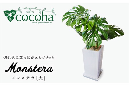 モンステラ （ 大 ） （ スクエアポット ） 糸島市 / cocoha [AWB021