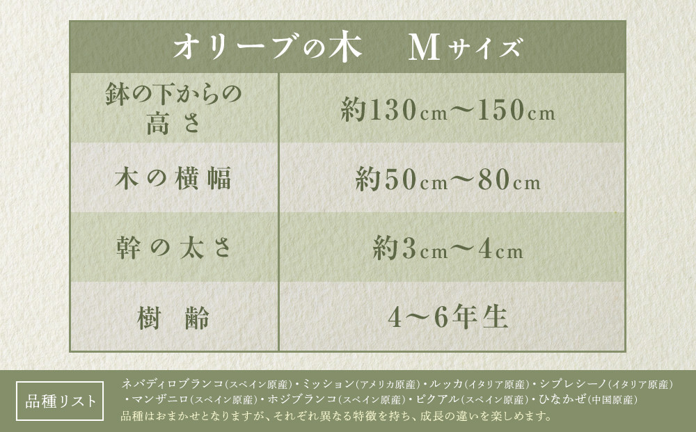 オリーブの木 Mサイズ 高さ約130～150cm 372013_KB002（香川県高松市