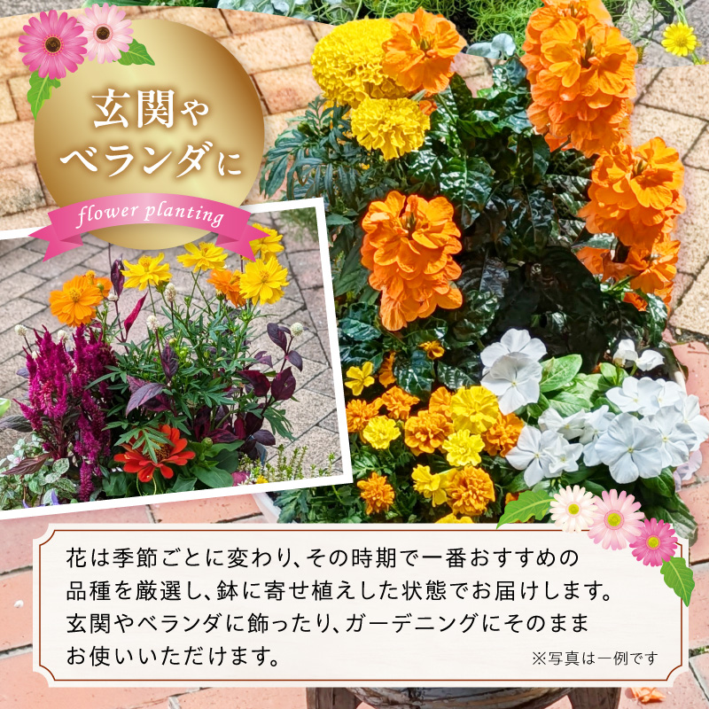 ガーデニング 季節の寄せ植え［142F01］（愛知県小牧市） | ふるさと