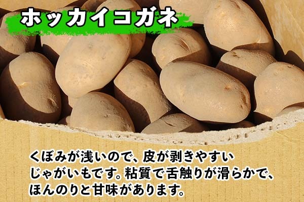 【CF】北海道 じゃがいも ホッカイコガネ 10kg 北海道産 十勝産 北海こがね 北海コガネ 北海黄金 ジャガイモ 芋 いも ポテト お取り寄せ まとめ買い 送料無料 十勝 士幌町【V06】