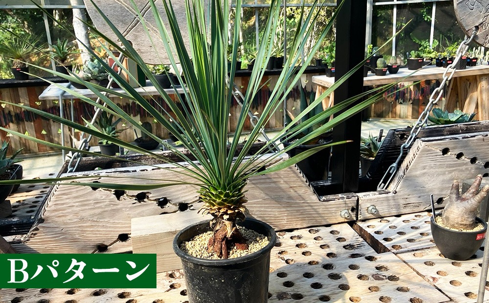 沖縄育ちの観葉植物】人気のユッカ・ロストラータ 5寸鉢（沖縄県金武町