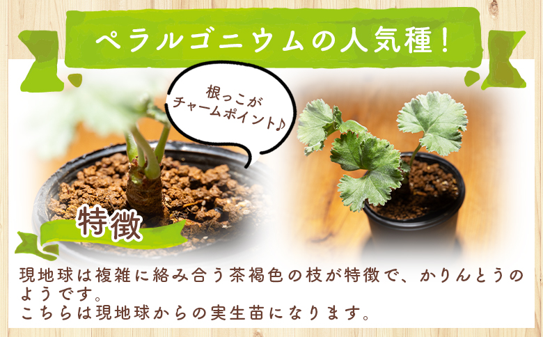 ペラルゴニウム ミラビレ 多肉植物 塊根植物 塊根植物 ミラビレ ペラルゴニウム - 植物 実生苗 インテリア