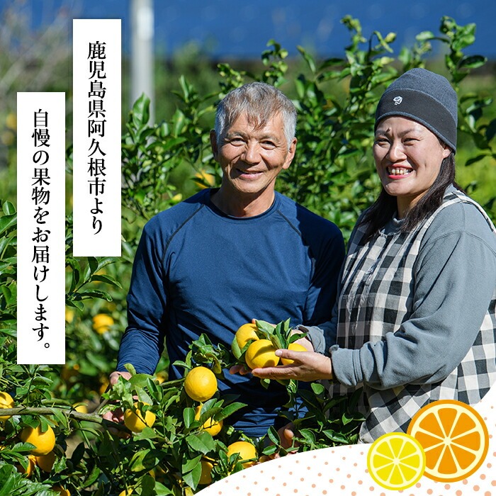 2026年12月発送分！＞旬の柑橘詰合せセット (約10kg) 国産 鹿児島県