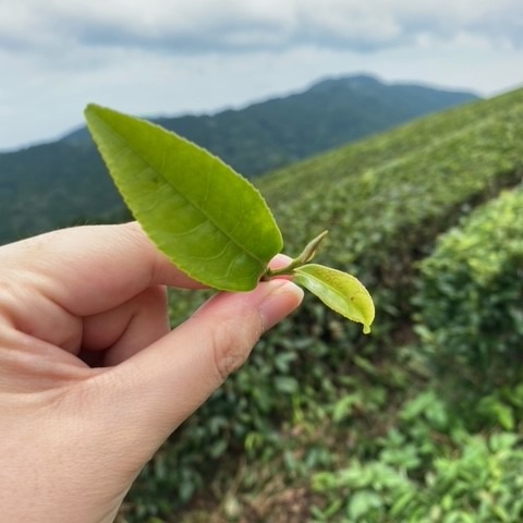 ハローキティ 緑茶 ティーバッグ 4袋 マグネット 付き 有機 お茶 茶