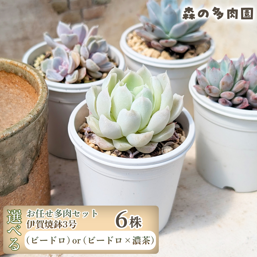 伊賀焼の鉢がセット】色づきの美しい多肉植物・お任せ多肉セット（6株