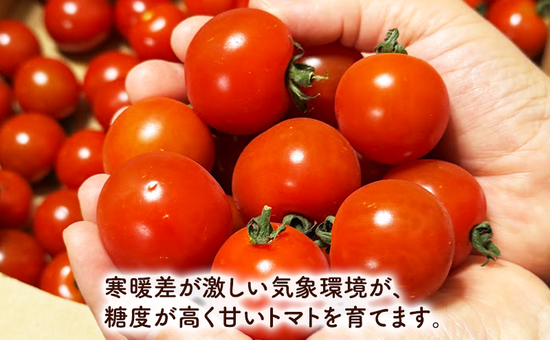 2027年夏発送】完熟 富良野 ミニトマト 約1kg 野菜 トマト 新鮮 直送