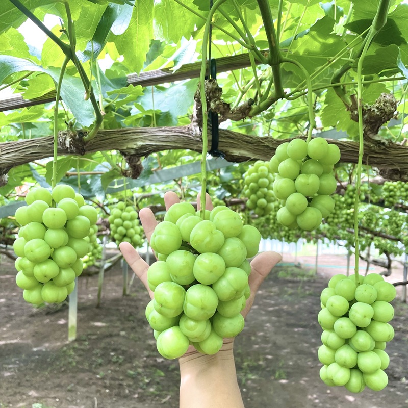 ⑦【岡山県産】瀬戸ジャイアンツ　7〜12房　約5キロ ご家庭用、瀬戸ジャイアンツ粒(1kg)：岡山県産の瀬戸ジャイアンツ