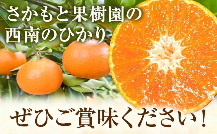 西南のひかり 約5kg さかもと果樹園《12月中旬-12月末頃出荷》熊本県