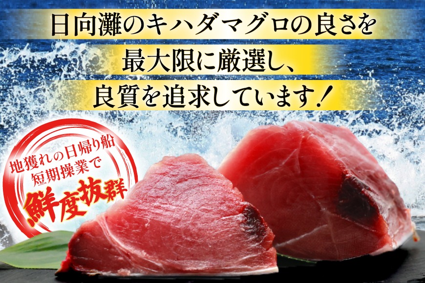 期間限定発送】 マグロ 刺身 宮崎県産 天然 キハダマグロ 約500g