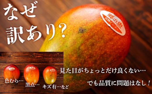 訳あり】 1.5kg 大崎完熟マンゴー「郷の恵（さとのめぐみ）」加工用
