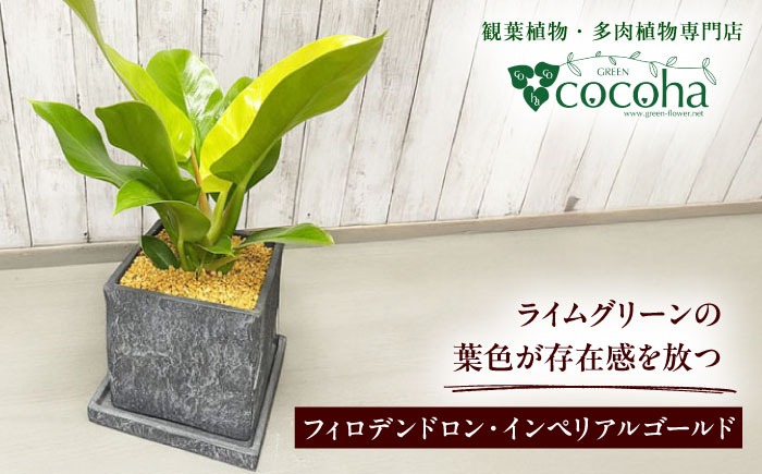 鮮やかなイエローグリーンが美しい 『フィロデンドロン・インペリアル 