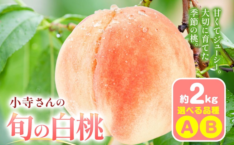 小寺さんの旬の白桃 2kg 6～9玉 小寺壽夫 《7月-8月頃出荷